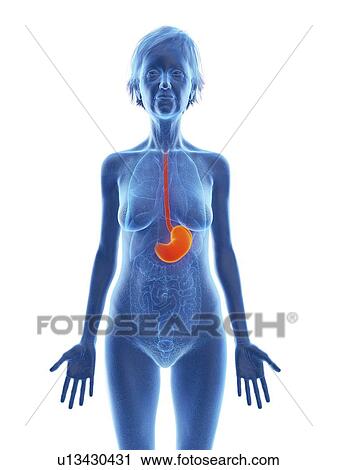 Illustration of an old woman's stomach. View Large Photo Image Stock Image - Illustration of an old woman's stomach.. Fotosearch