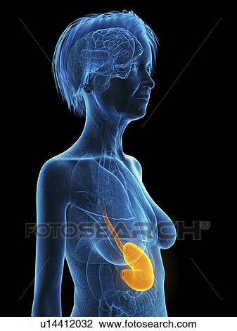 Stock Image - Illustration of an old woman's stomach.. Fotosearch