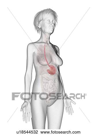 Stock Image - Illustration of an old woman's stomach.. Fotosearch