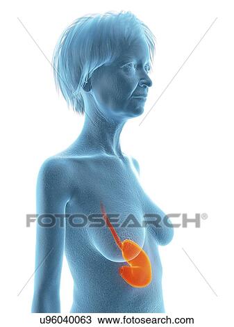 Illustration of an old woman's stomach. View Large Photo Image Stock Image - Illustration of an old woman's stomach.. Fotosearch