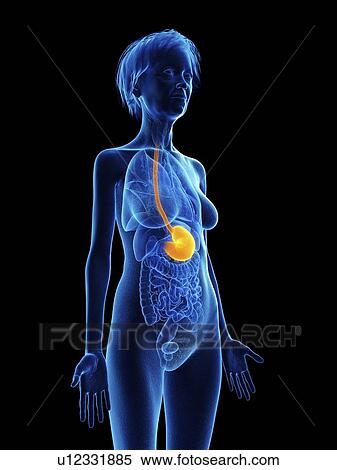 Illustration of an old woman's stomach. View Large Photo Image Stock Photography - Illustration of an old woman's stomach.. Fotosearch