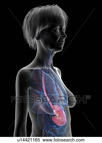 Stock Photography - Illustration of an old woman's stomach.. Fotosearch
