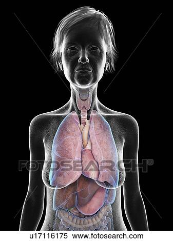 Stock Photography - Illustration of an old woman's thorax anatomy.. Fotosearch
