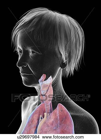 Picture - Illustration of an old woman's throat anatomy.. Fotosearch