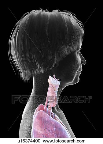 Stock Image - Illustration of an old woman's throat anatomy.. Fotosearch