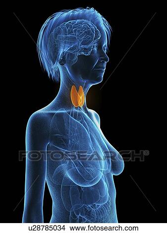 Illustration of an old woman's thyroid gland. View Large Photo Image Picture - Illustration of an old woman's thyroid gland.. Fotosearch