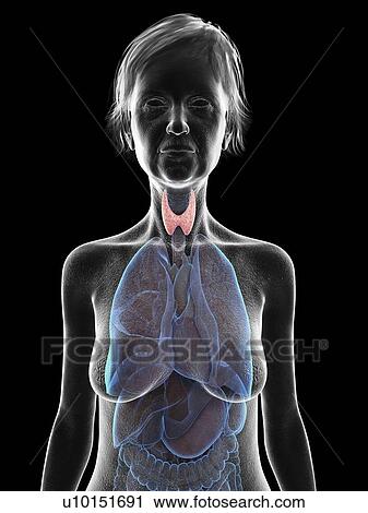 Illustration of an old woman's thyroid glands. View Large Photo Image Stock Image - Illustration of an old woman's thyroid glands.. Fotosearch