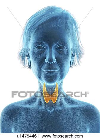Illustration of an old woman's thyroid gland. View Large Photo Image Stock Image - Illustration of an old woman's thyroid gland.. Fotosearch