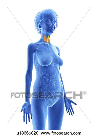 Stock Image - Illustration of an old woman's thyroid gland.. Fotosearch