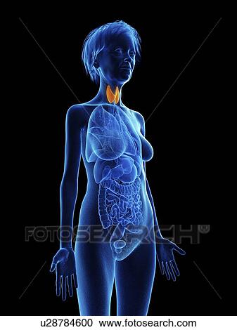 Stock Image - Illustration of an old woman's thyroid gland.. Fotosearch