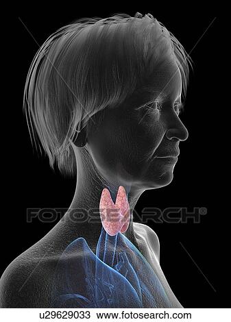 Illustration of an old woman's thyroid gland. View Large Photo Image Stock Image - Illustration of an old woman's thyroid gland.. Fotosearch