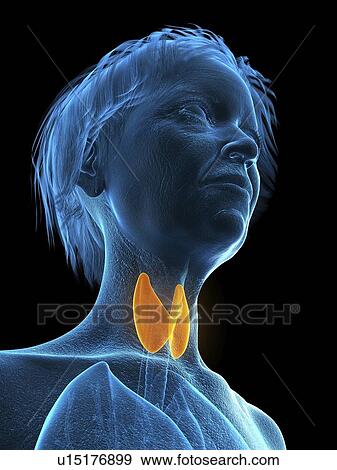 Illustration of an old woman's thyroid. View Large Photo Image Stock Photo - Illustration of an old woman's thyroid.. Fotosearch