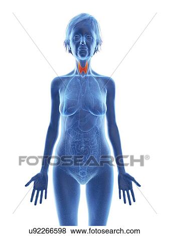 Stock Photo - Illustration of an old woman's thyroid.. Fotosearch