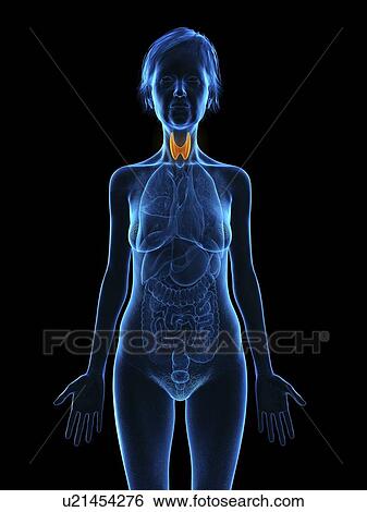 Stock Photograph - Illustration of an old woman's thyroid gland.. Fotosearch