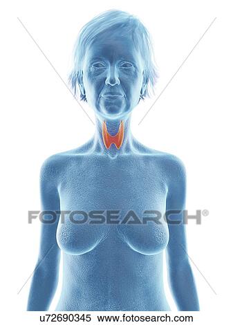 Stock Photography - Illustration of an old woman's thyroid gland.. Fotosearch
