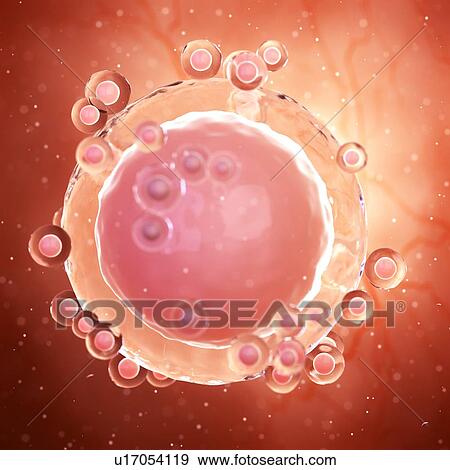 Stock Photo - Illustration of an unfertilized egg cell.. Fotosearch