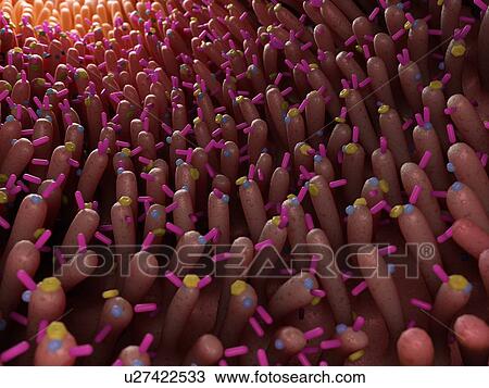 Stock Image - Illustration of bacteria in the intestine.. Fotosearch