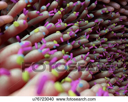 Illustration of bacteria in the intestine. View Large Photo Image Stock Image - Illustration of bacteria in the intestine.. Fotosearch