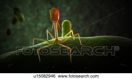 Stock Photograph - Illustration of bacteriophage.. Fotosearch