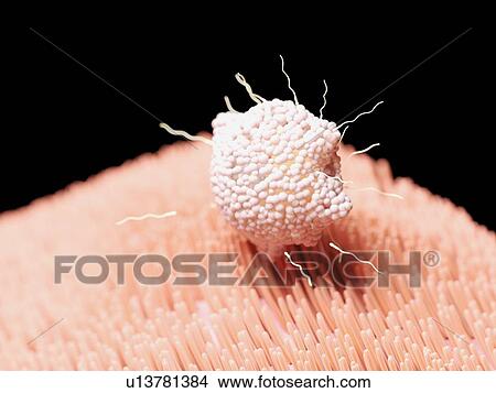 Picture - Illustration of fertilisation.. Fotosearch