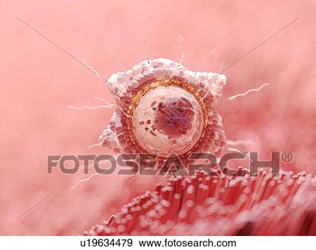 Stock Photo - Illustration of fertilisation.. Fotosearch