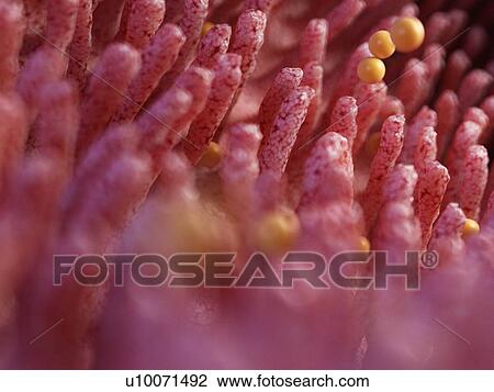 Stock Image - Illustration of gluten damaging intestinal villi.. Fotosearch