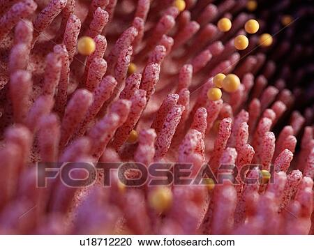 Stock Image - Illustration of gluten damaging intestinal villi.. Fotosearch