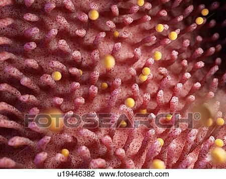 Illustration of gluten damaging intestinal villi. View Large Photo Image Stock Image - Illustration of gluten damaging intestinal villi.. Fotosearch