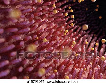 Stock Photography - Illustration of gluten damaging intestinal villi.. Fotosearch