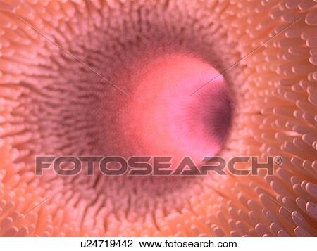 Stock Image - Illustration of healthy intestinal villi.. Fotosearch