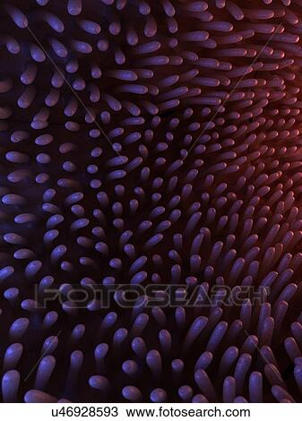 Illustration of healthy intestinal villi. View Large Photo Image Stock Image - Illustration of healthy intestinal villi.. Fotosearch