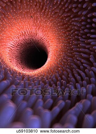 Stock Image - Illustration of healthy intestinal villi.. Fotosearch