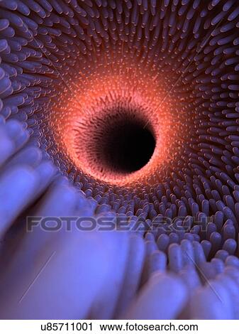 Stock Image - Illustration of healthy intestinal villi.. Fotosearch