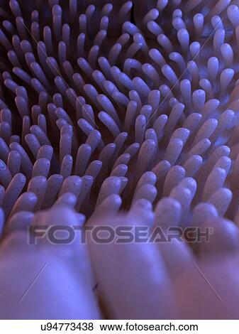 Illustration of healthy intestinal villi. View Large Photo Image Stock Photo - Illustration of healthy intestinal villi.. Fotosearch