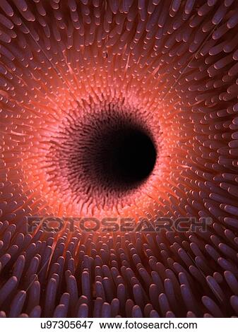 Stock Photo - Illustration of healthy intestinal villi.. Fotosearch