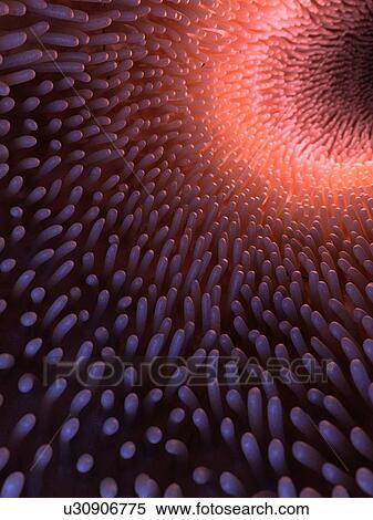 Illustration of healthy intestinal villi. View Large Photo Image Stock Photography - Illustration of healthy intestinal villi.. Fotosearch
