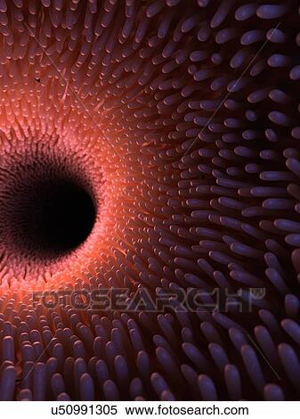 Illustration of healthy intestinal villi. View Large Photo Image Stock Photography - Illustration of healthy intestinal villi.. Fotosearch