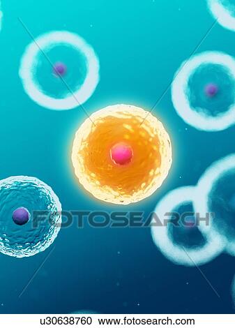 Stock Image - Illustration of human cells.. Fotosearch