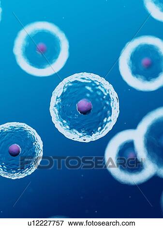 Stock Photo - Illustration of human cells.. Fotosearch