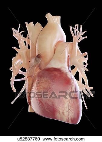 Illustration of human heart. View Large Photo Image Stock Image - Illustration of human heart.. Fotosearch