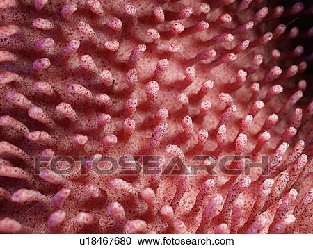 Illustration of inflamed intestinal villi. View Large Photo Image Stock Image - Illustration of inflamed intestinal villi.. Fotosearch