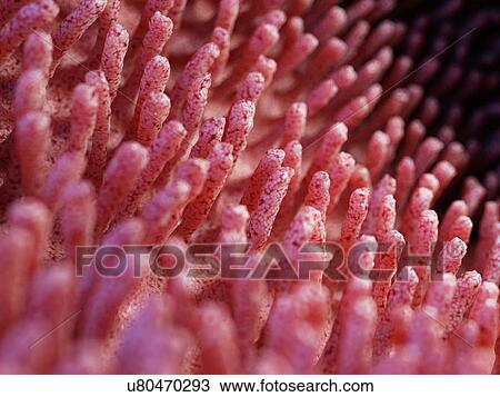 Illustration of inflamed intestinal villi. View Large Photo Image Stock Image - Illustration of inflamed intestinal villi.. Fotosearch