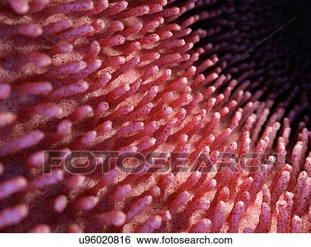 Stock Photograph - Illustration of inflamed intestinal villi.. Fotosearch