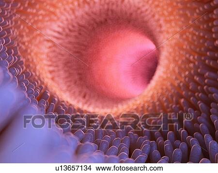 Illustration of intestinal villi. View Large Photo Image Picture - Illustration of intestinal villi.. Fotosearch
