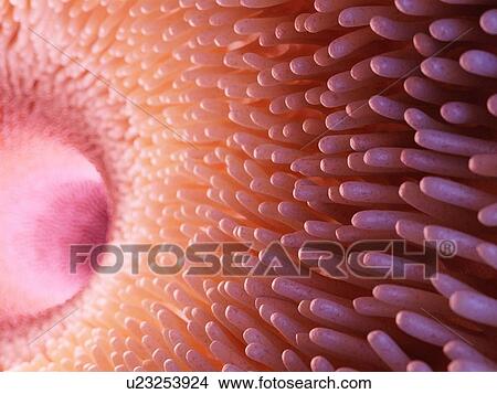 Picture - Illustration of intestinal villi.. Fotosearch