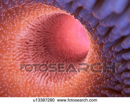 Illustration of intestinal villi. View Large Photo Image Stock Image - Illustration of intestinal villi.. Fotosearch
