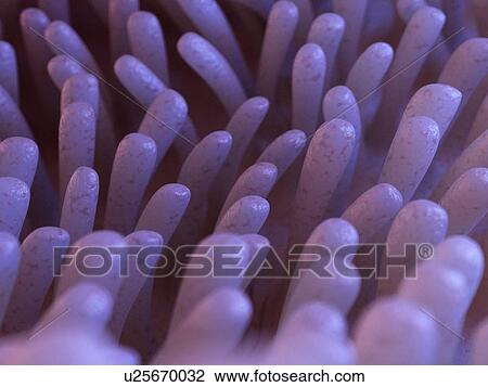 Stock Image - Illustration of intestinal villi.. Fotosearch