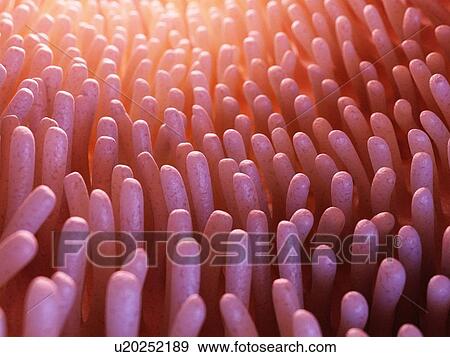 Stock Photo - Illustration of intestinal villi.. Fotosearch