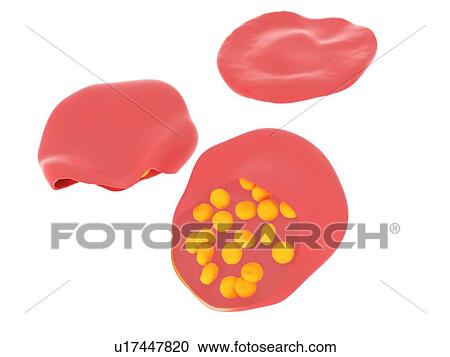 Illustration of malaria infected blood cells. View Large Photo Image Stock Image - Illustration of malaria infected blood cells.. Fotosearch