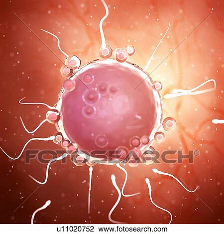 Stock Image - Illustration of sperms around an egg cell.. Fotosearch